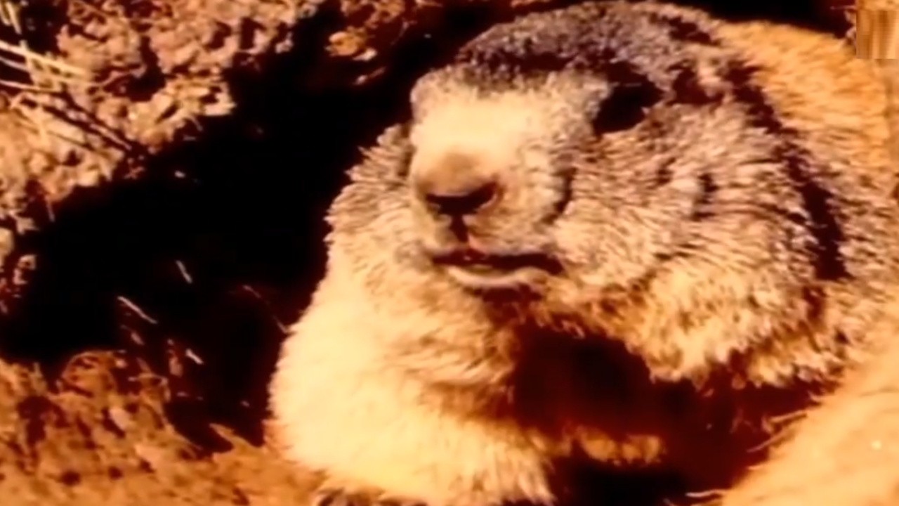 Marmot