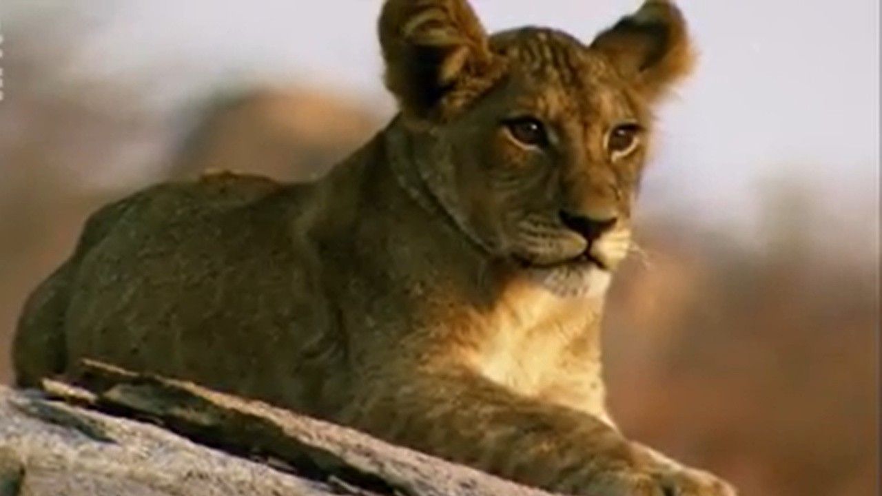 The Lions Rule