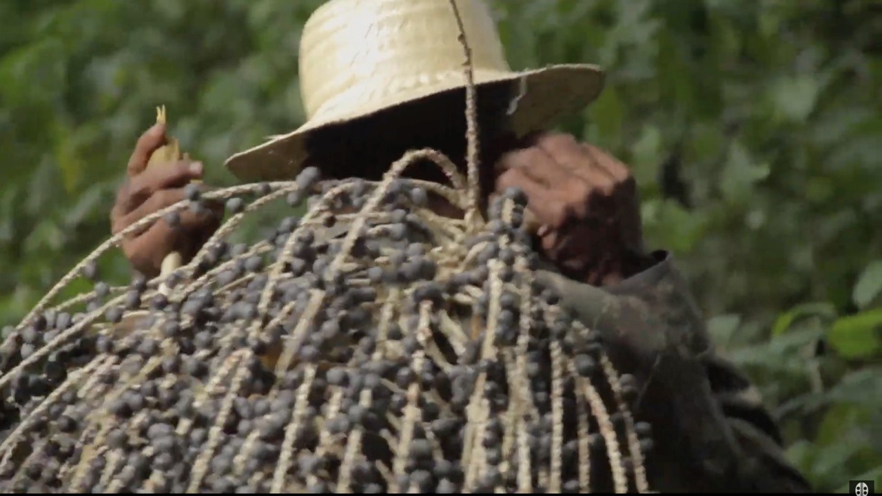 Beiramar, the Açaí King of Dois Irmãos. A Connoisseur of the Jungle, Trails, Everything... of Fruit