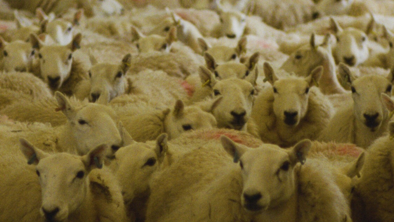 The Wool Aliens