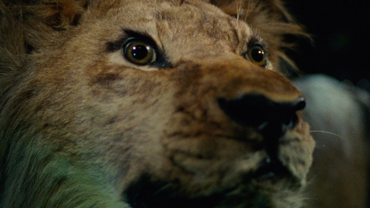 Image du film Un animal, des animaux