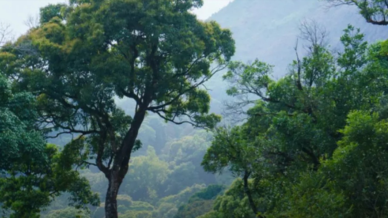 Forest, a Garden We Cultivate