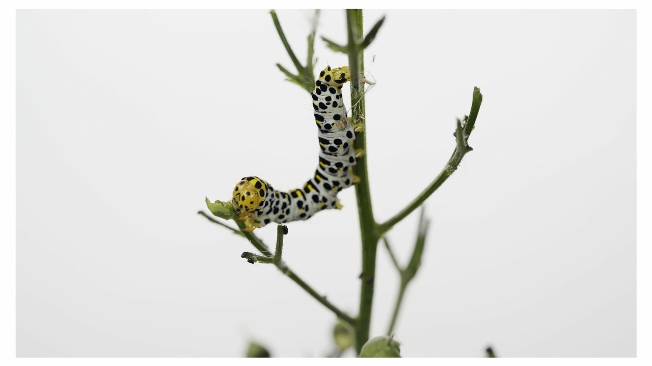 Metamorphosis