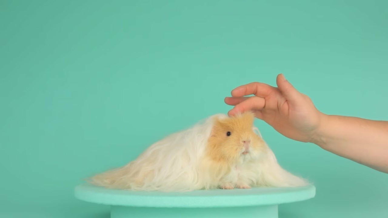 Golden Boy Has a Hair Routine