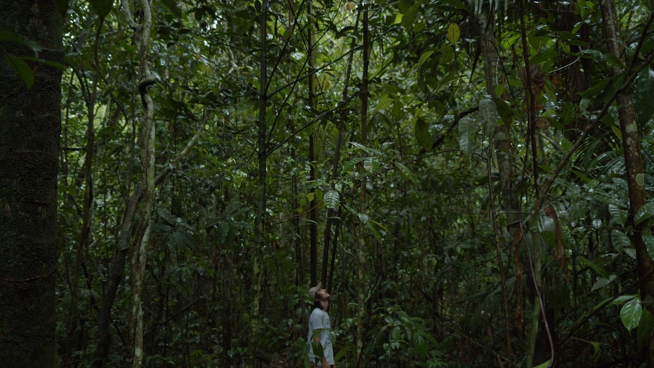 Jungle (2024) | MUBI