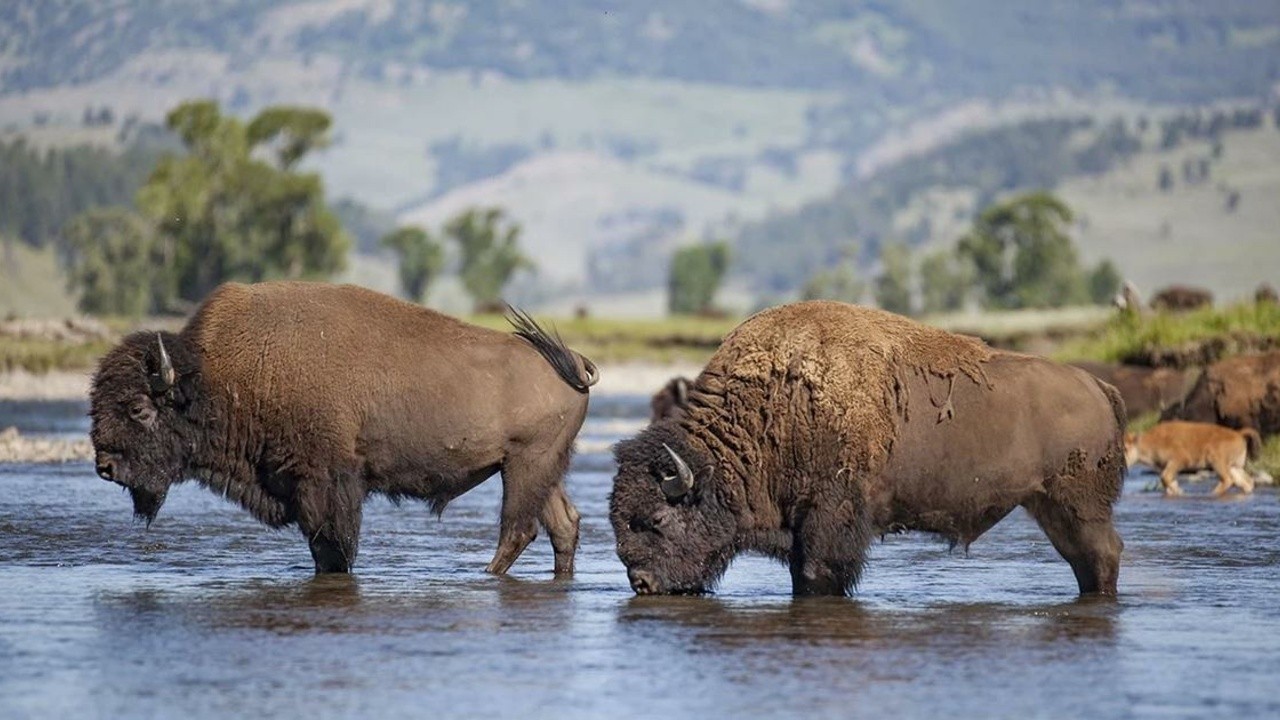 The American Buffalo