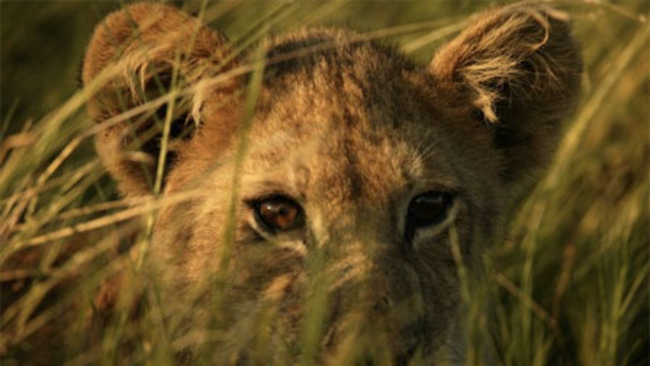 The Last Lions