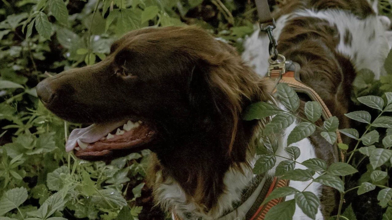Bloodhound