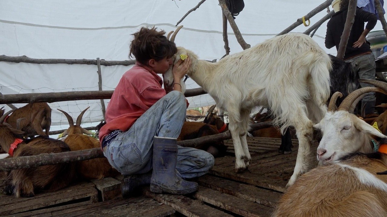 Image du film La Réponse des bergers
