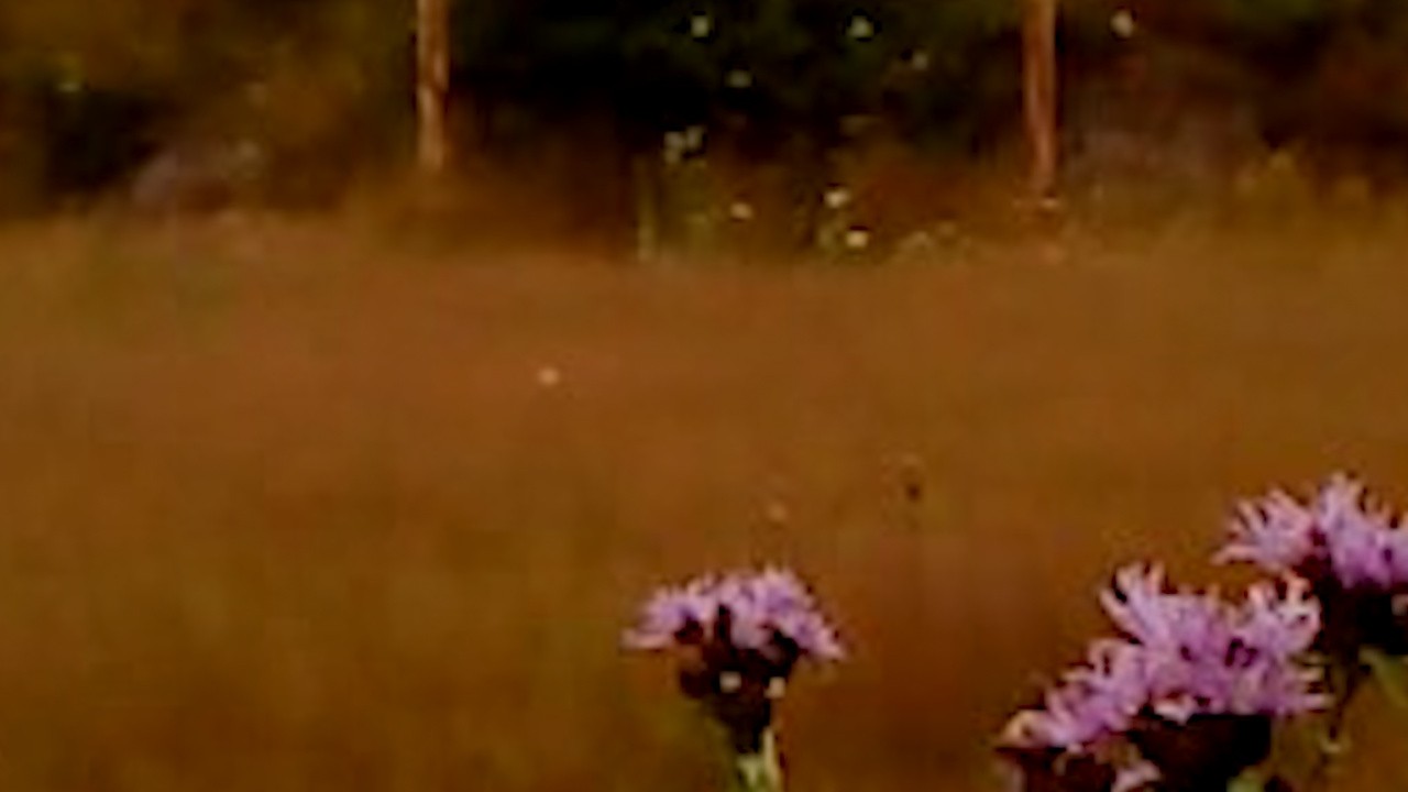 Image du film Dry Leaf