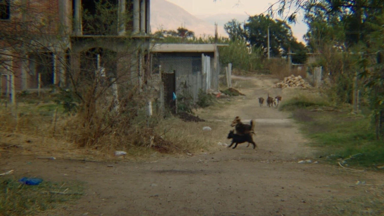 The Black Dog