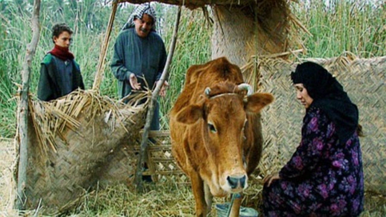 Image du film Zaman, l'homme des roseaux