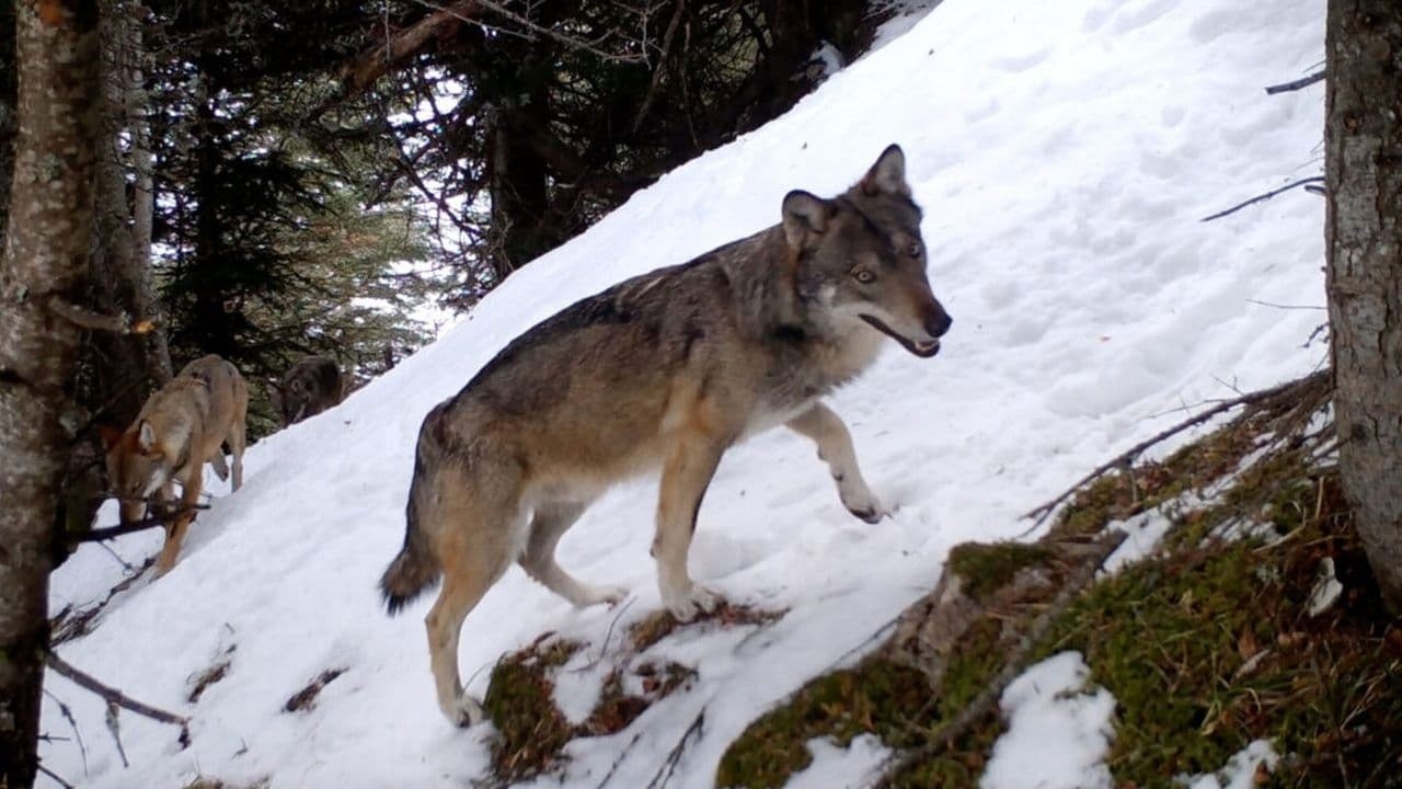 Image du film Vivre avec les loups