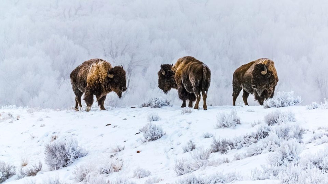 A Buffalo Story