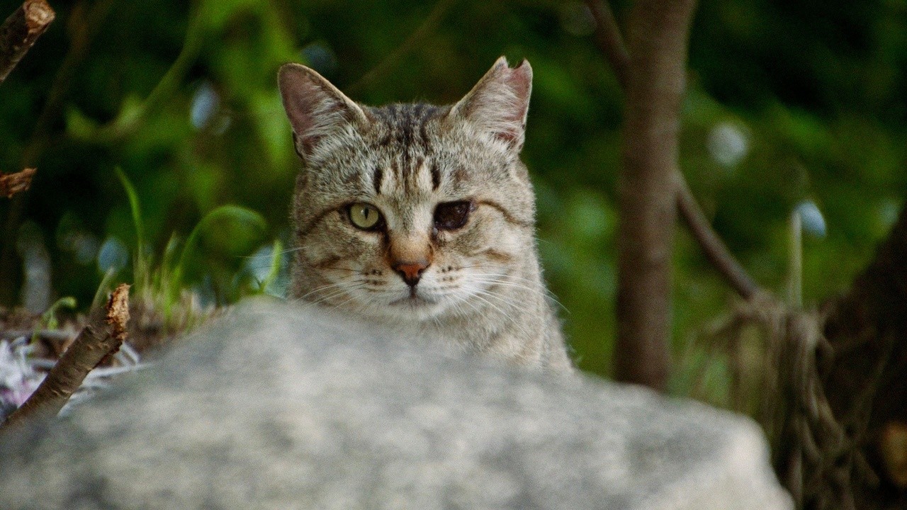 The Cats of Gokogu Shrine