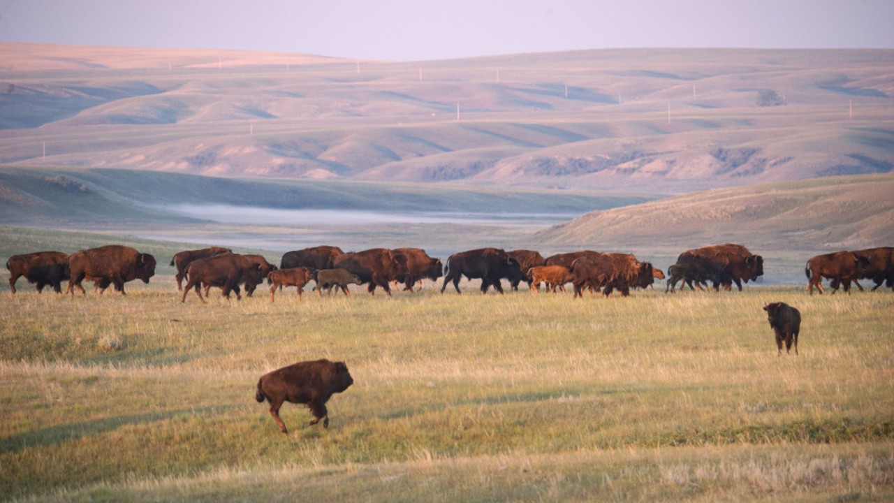 Singing Back the Buffalo