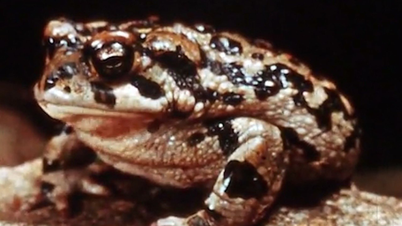 Some Thoughts on the Common Toad