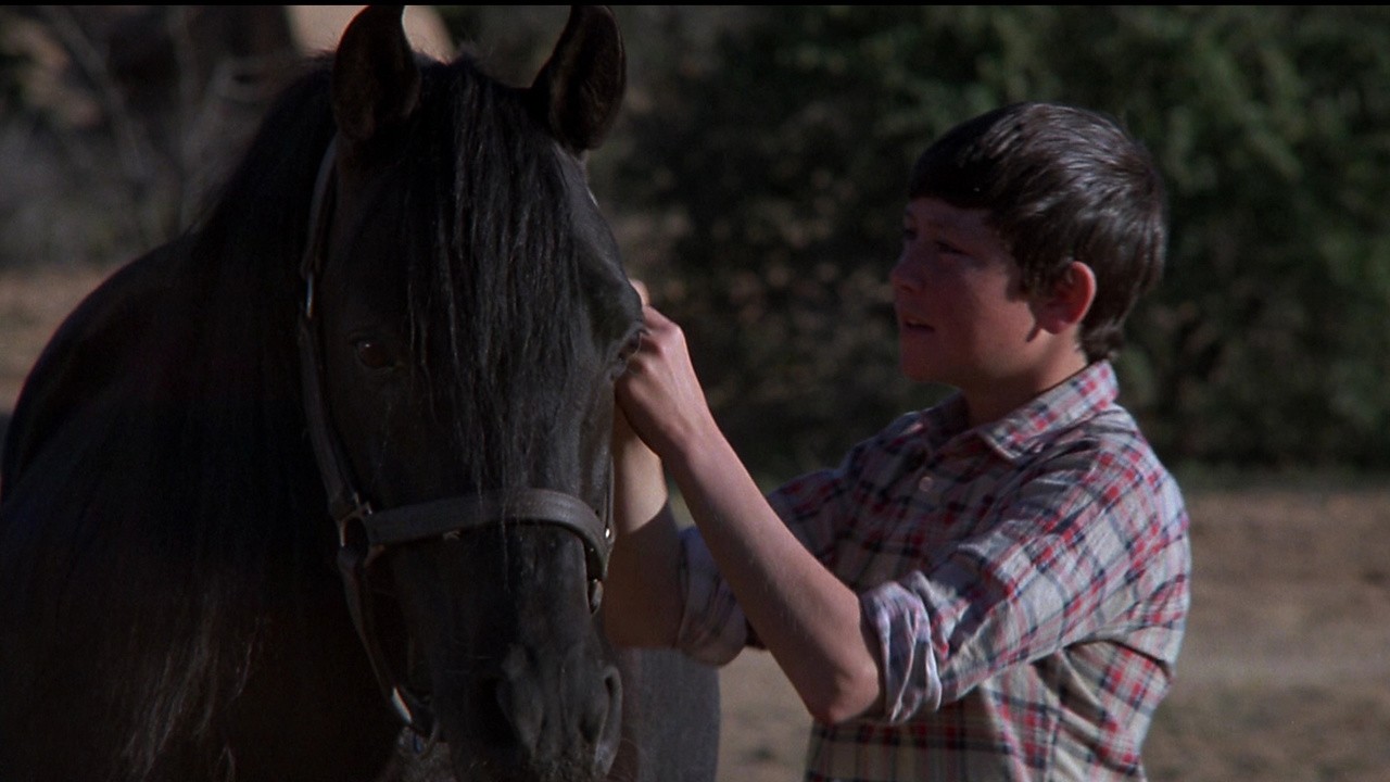 The Black Stallion Returns