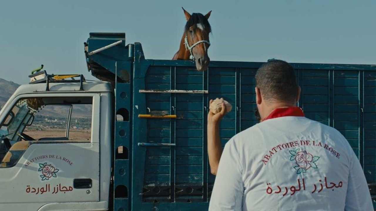 Why Did You Leave the Horse Alone?