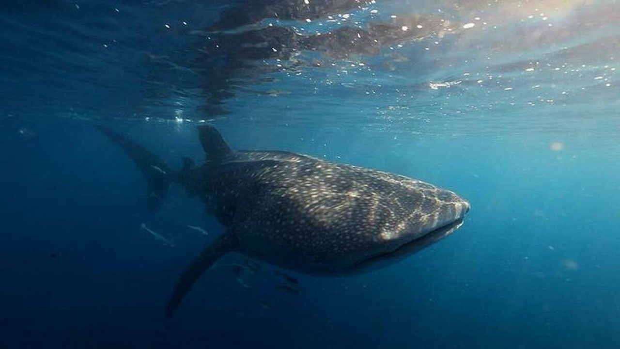 The Last of the Whale Shark