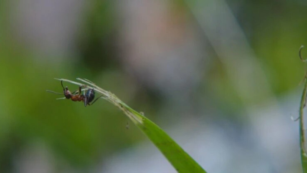 Underground Ants (2023) | MUBI
