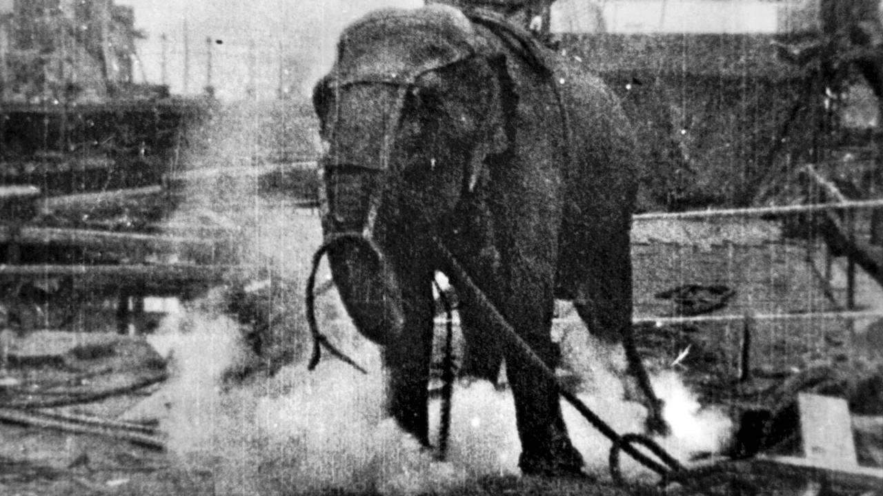 Electrocuting an Elephant