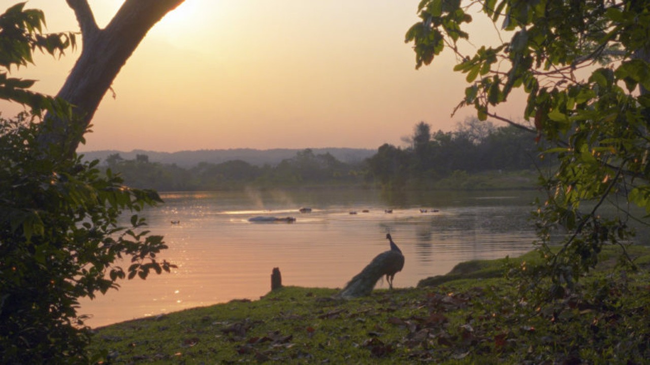 About Happy Hippos and Sad Peacocks