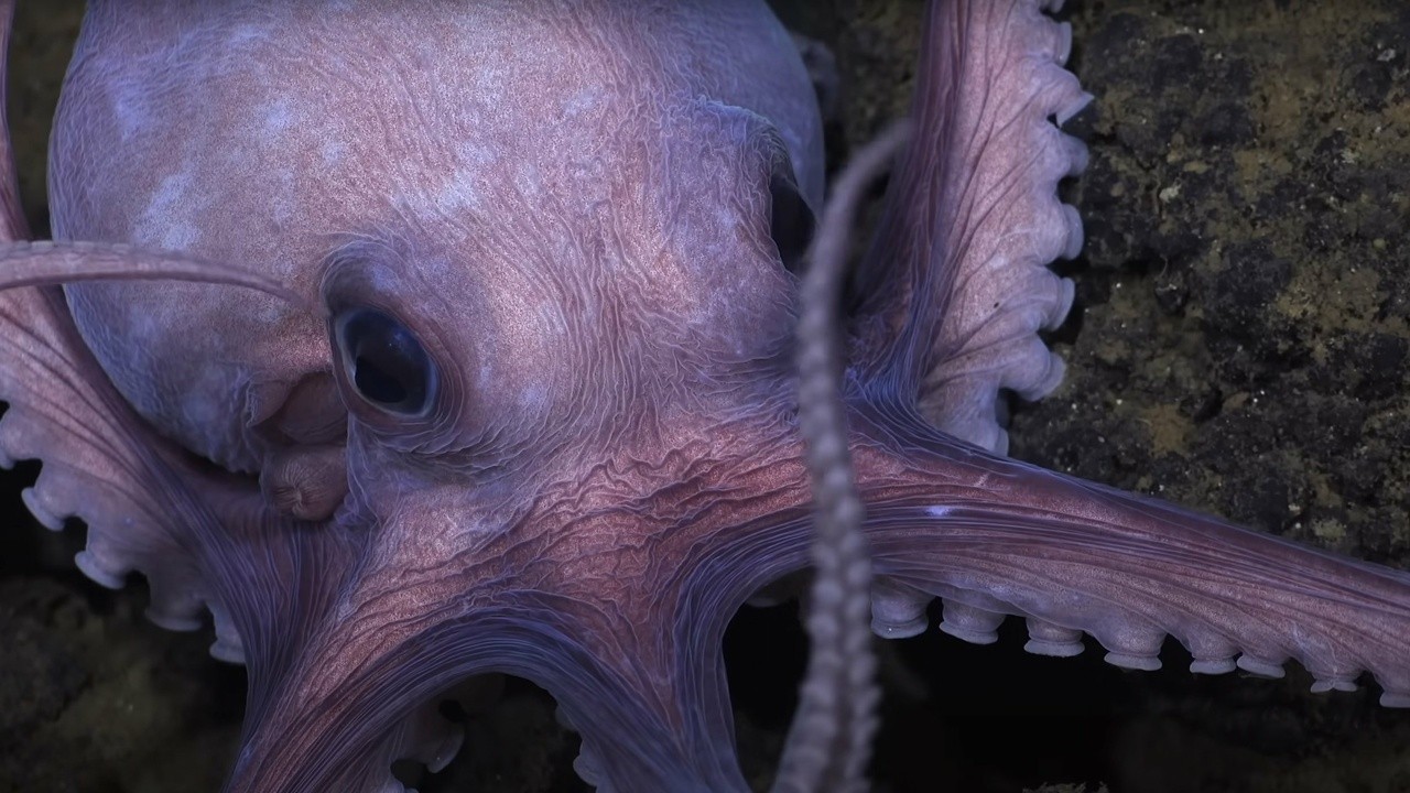 Secrets of the Octopus