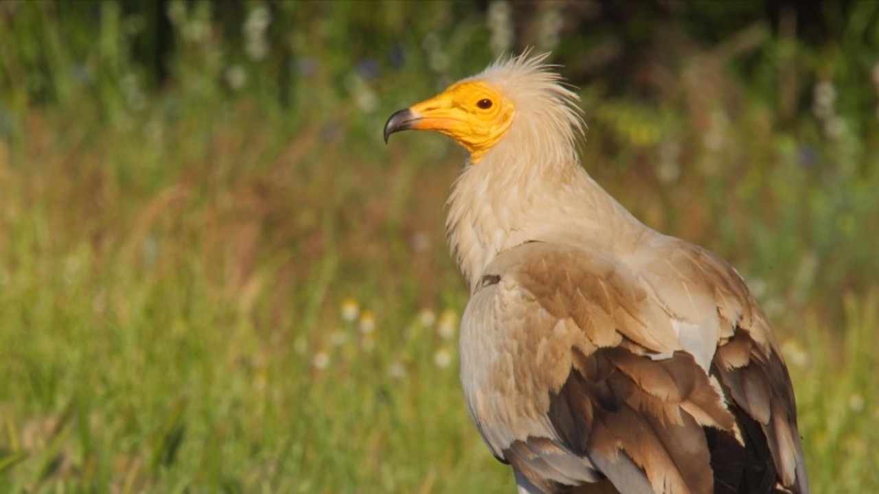 The World of Birds of Prey: Right to Survival