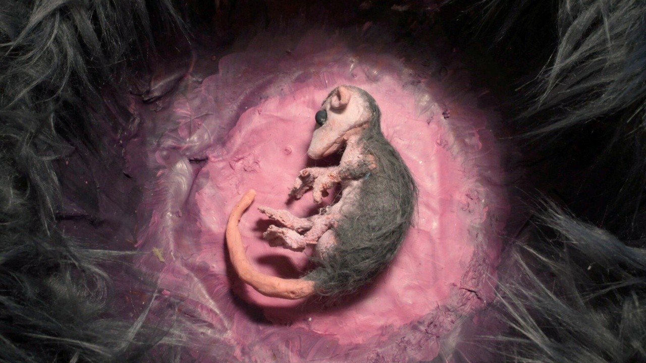 The Tonic Immobility of a Possum Named Peach