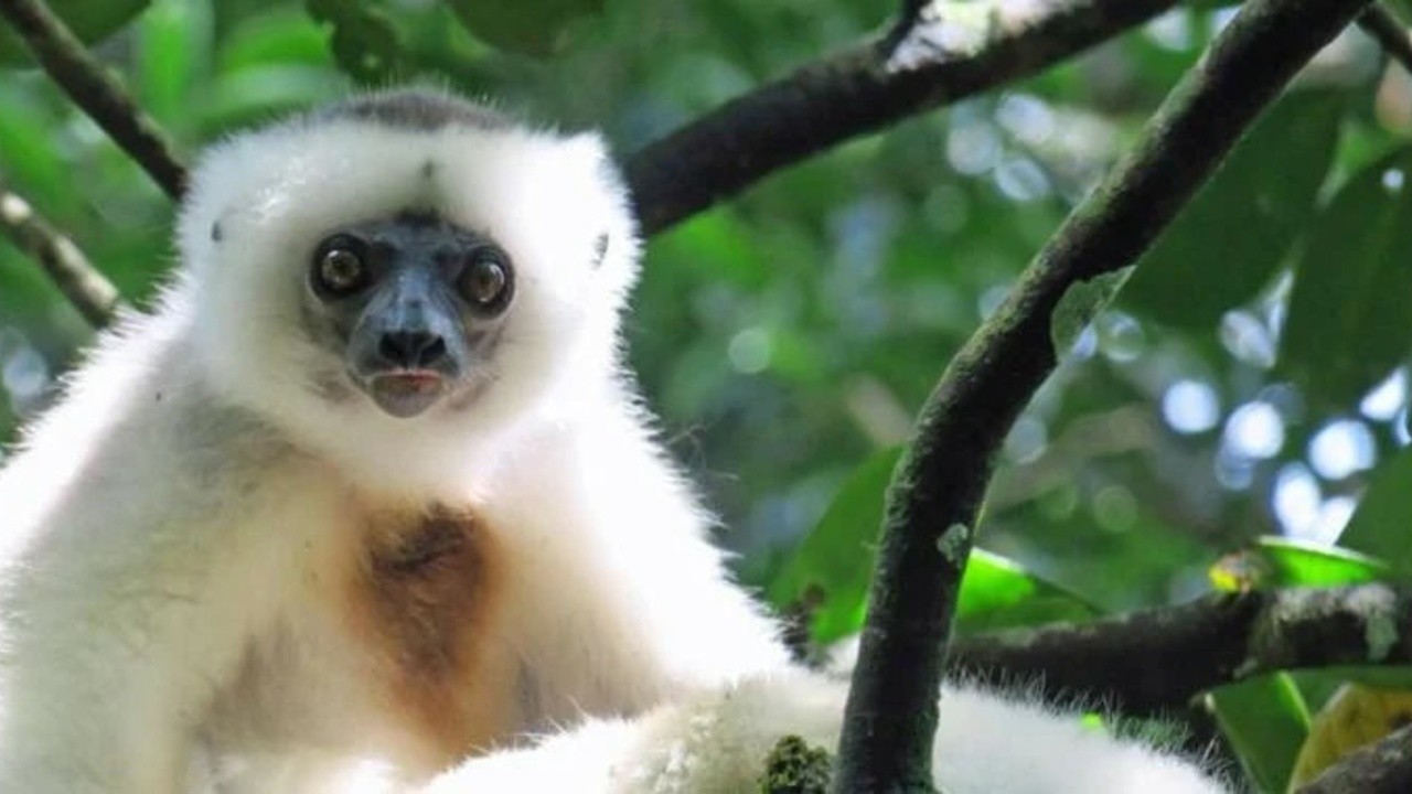 Conservation Across Continents: Madagascar (2024) | MUBI