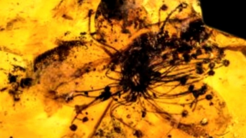 Untitled #9: Nor All Flowers of Foul