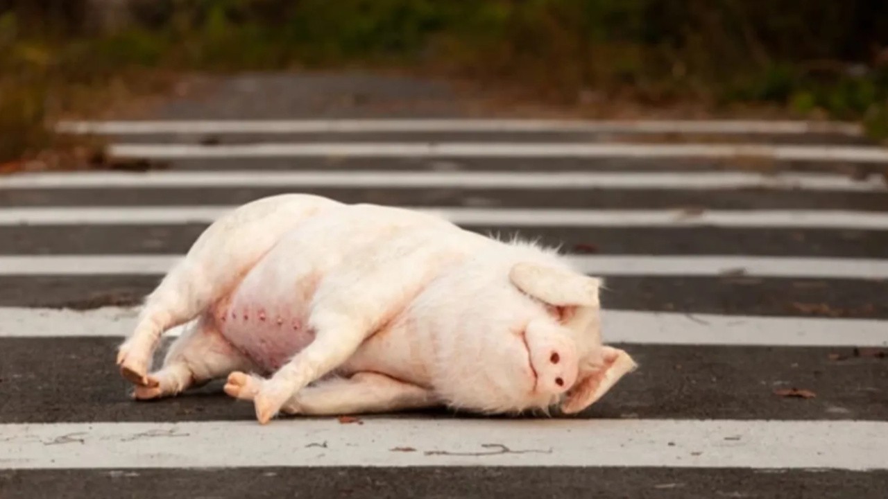 Pig at the Crossing