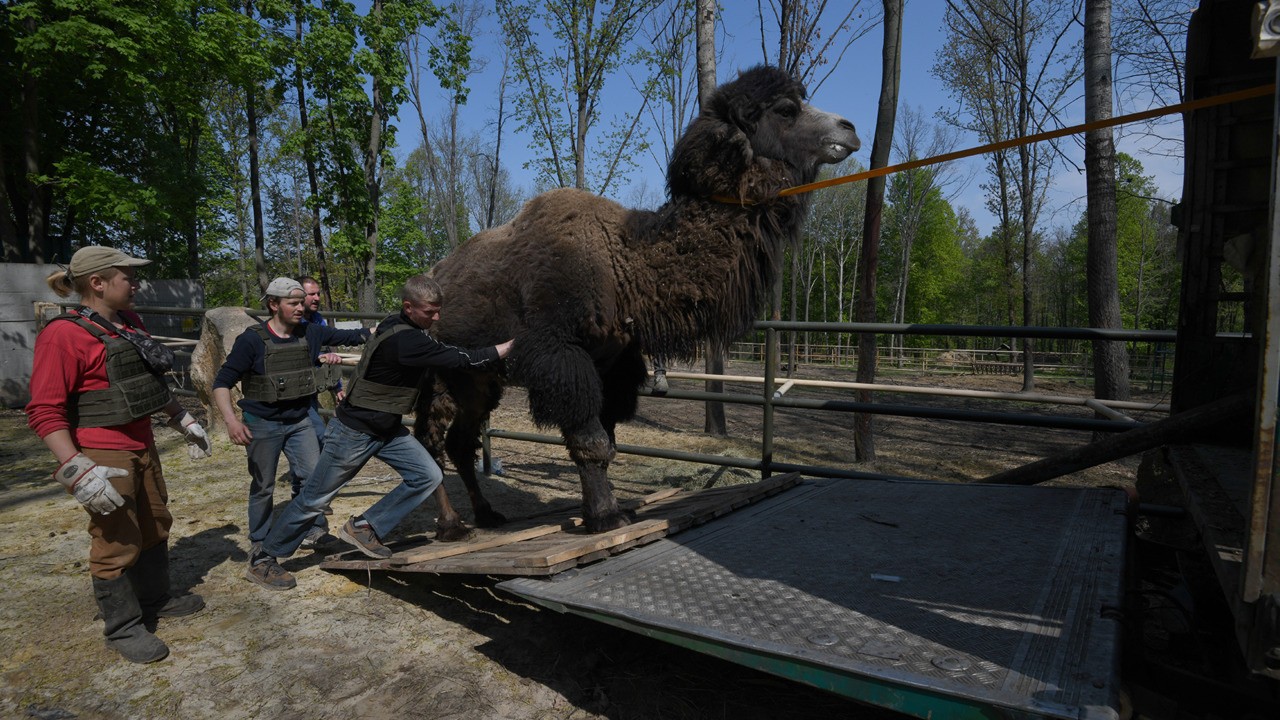 Checkpoint Zoo