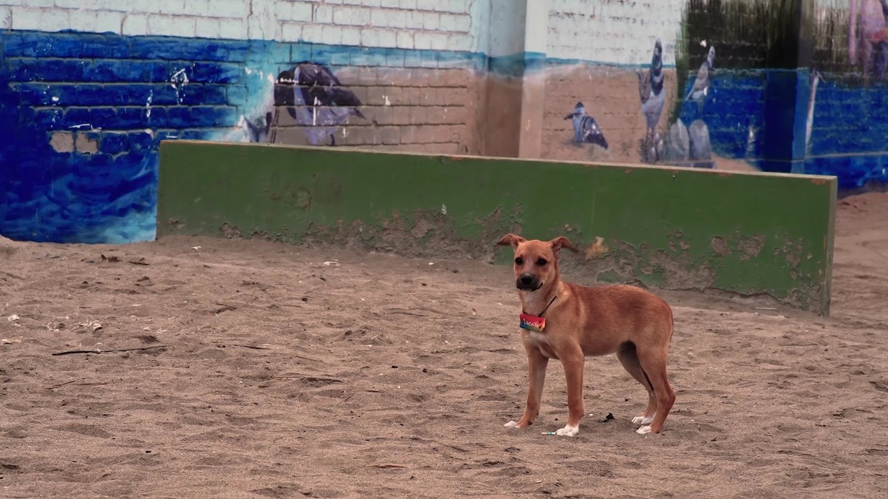 Vaguito