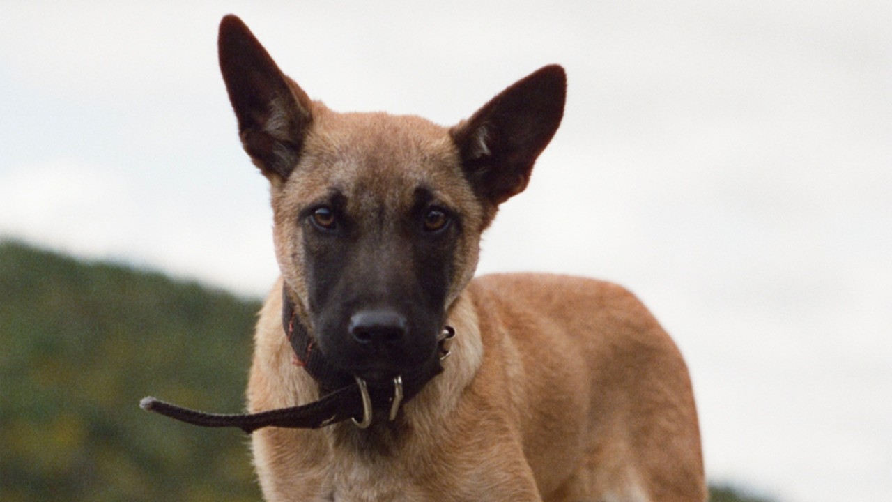 Canine