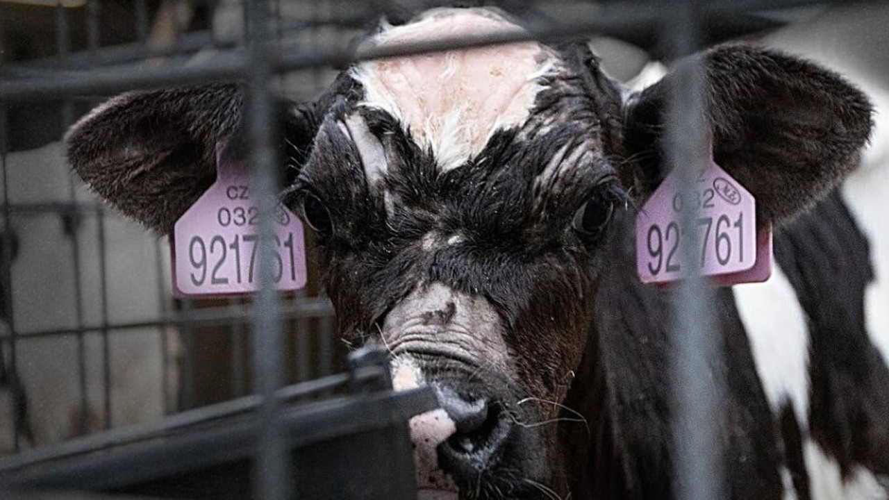 Milk: Make Your Own Mind Up
