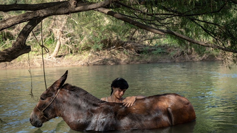 The Muleteer