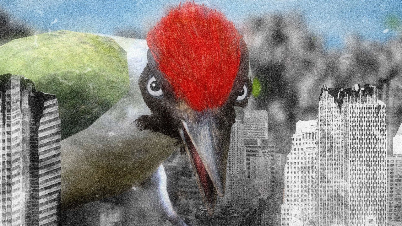 Picus
