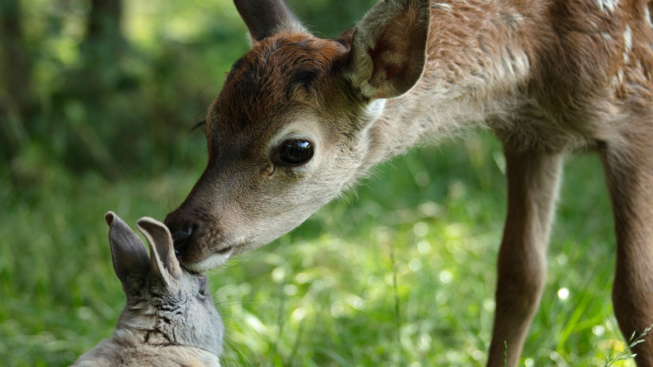 Bambi, a Tale of Life in the Woods