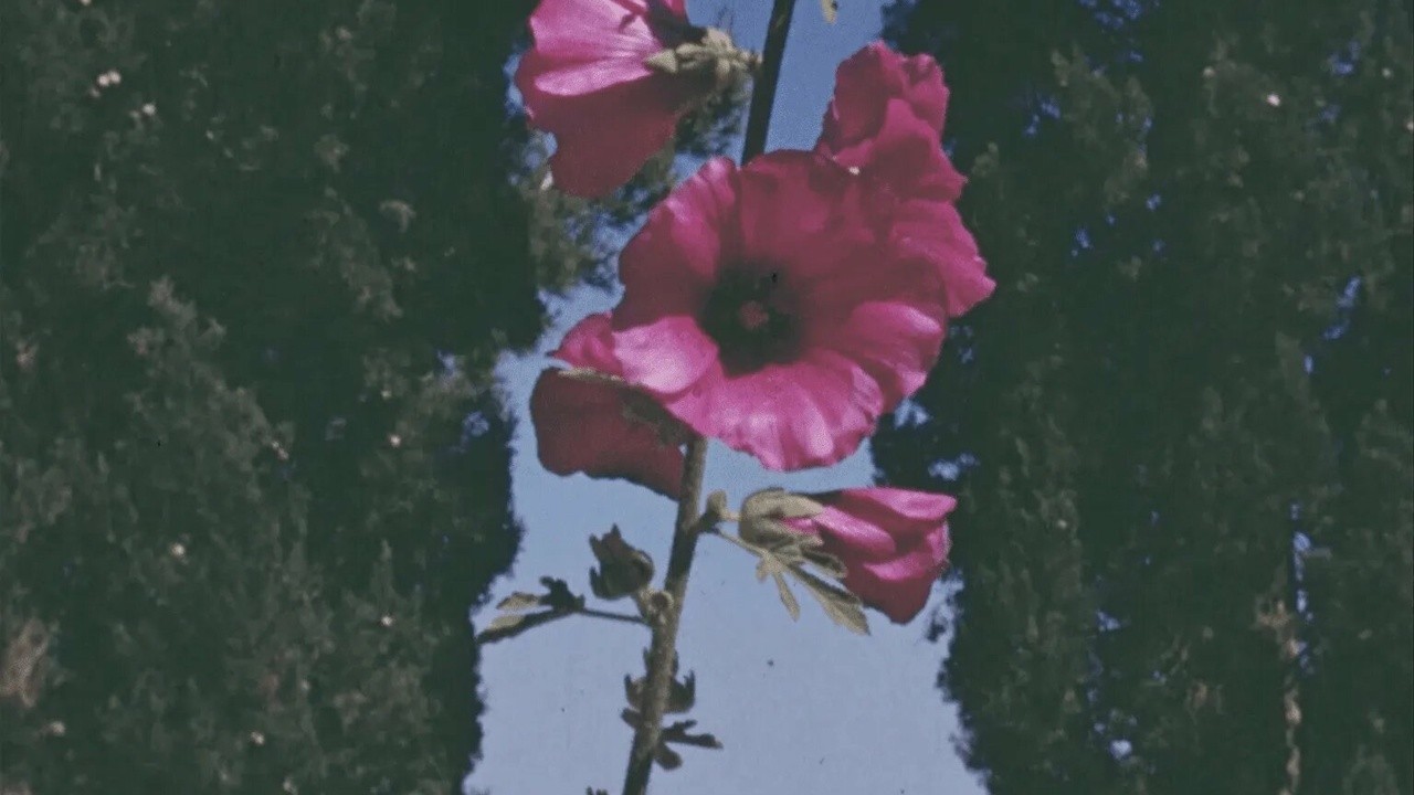 The Flowers Stand, Silently Witnessing