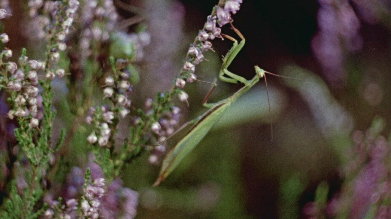 Praying Mantis