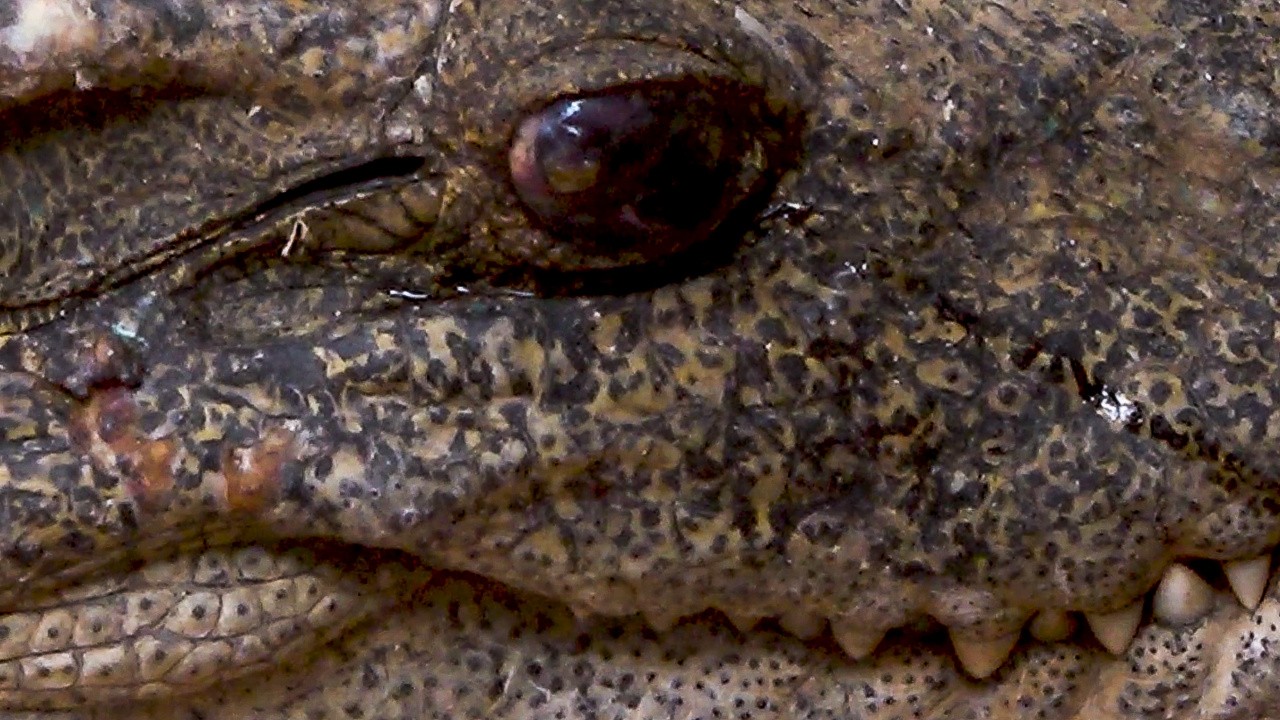 Notes of a Crocodile