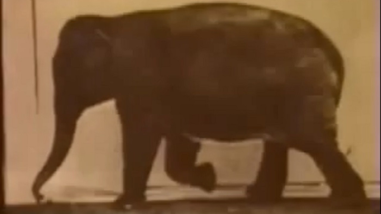 Animals in Motion (1968) | MUBI
