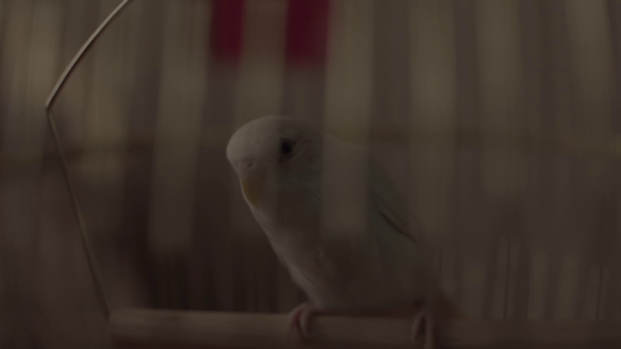 The Bird That Lives Within Me