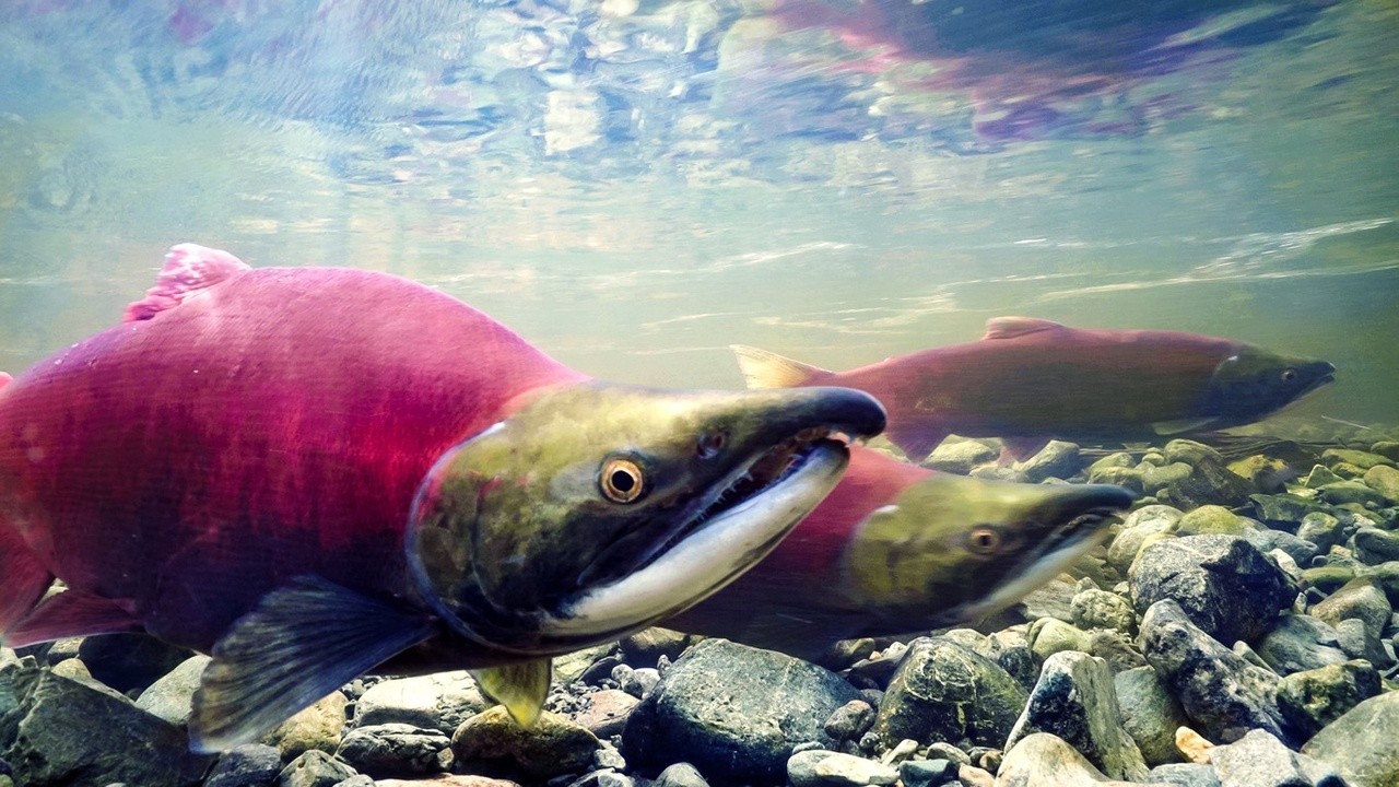 The Salmon Forest Project