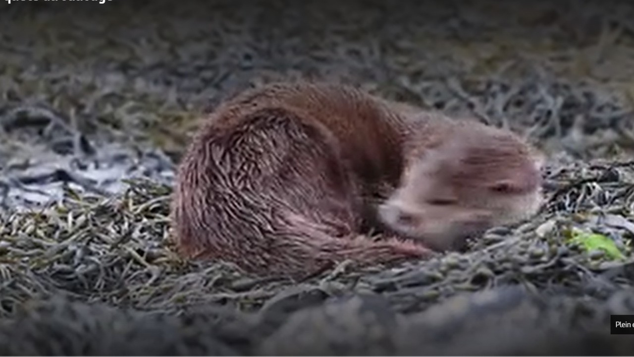 Écosse, la quête du sauvage