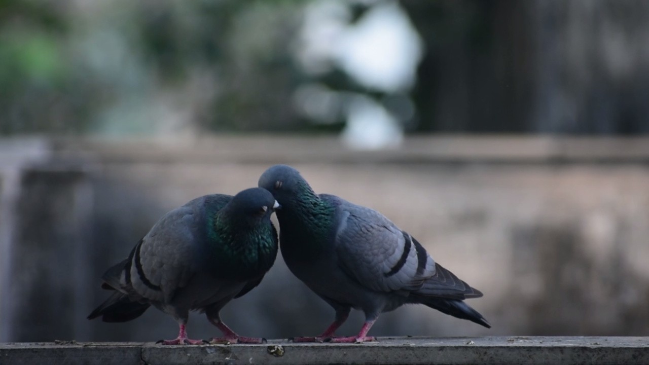 Pigeons