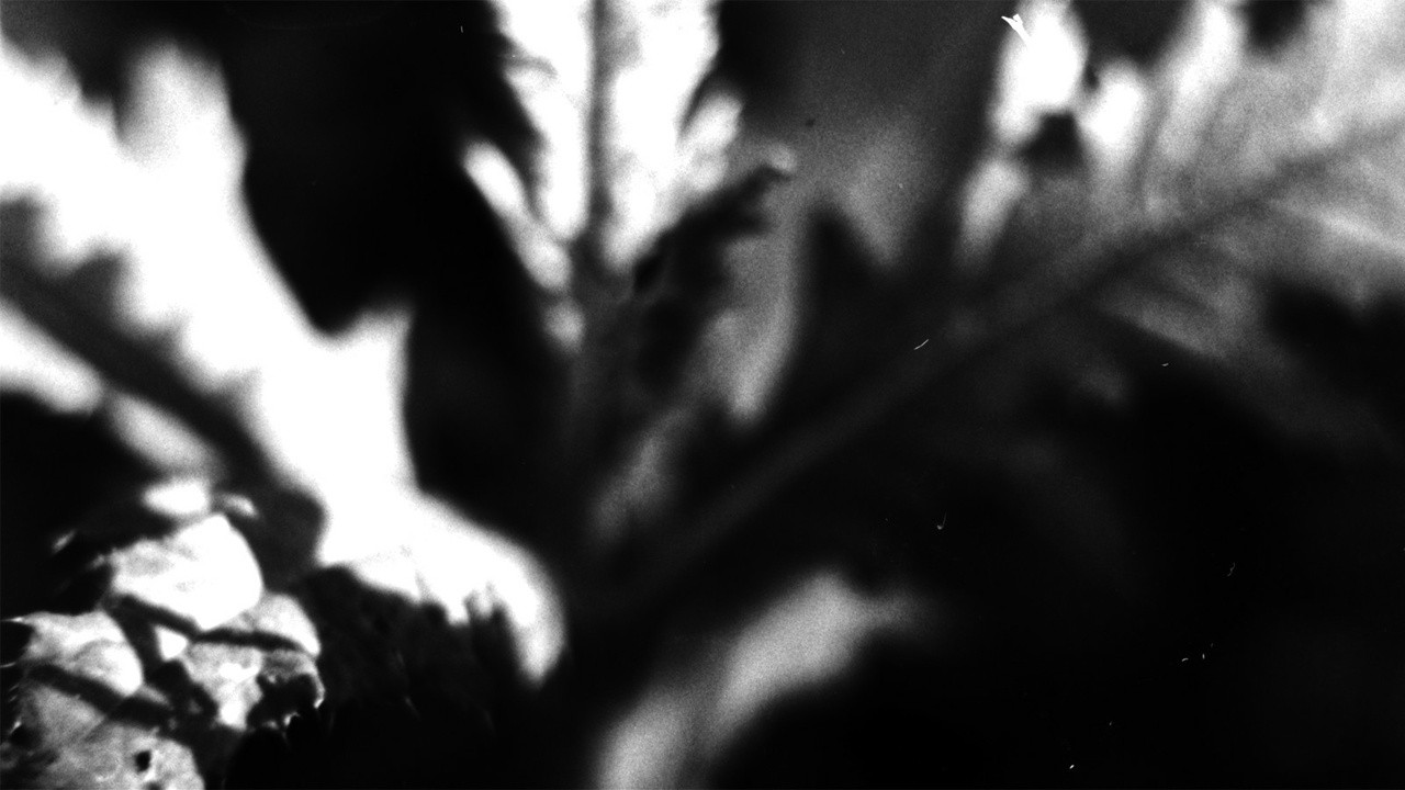 Hypnagogia