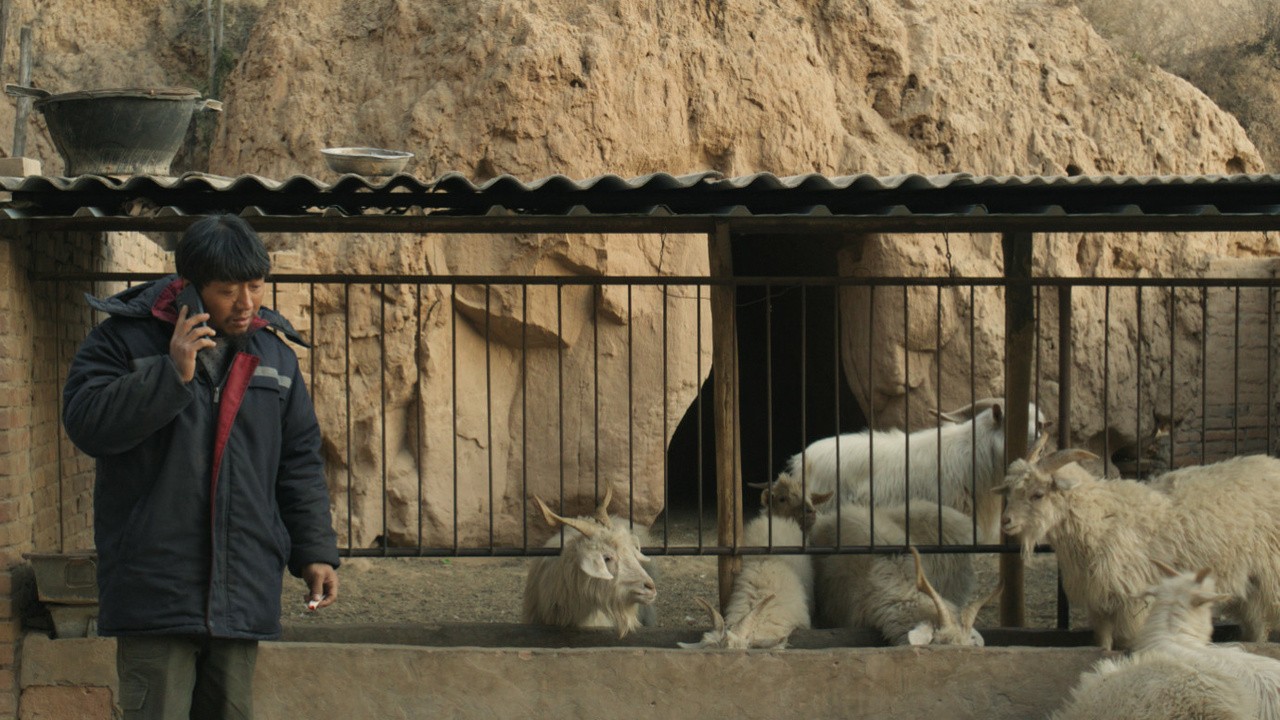 Three castrated goats